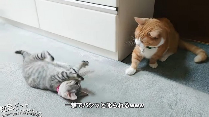 茶白の猫に怒られる子猫