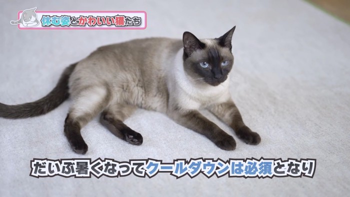 寝そべるシャム猫