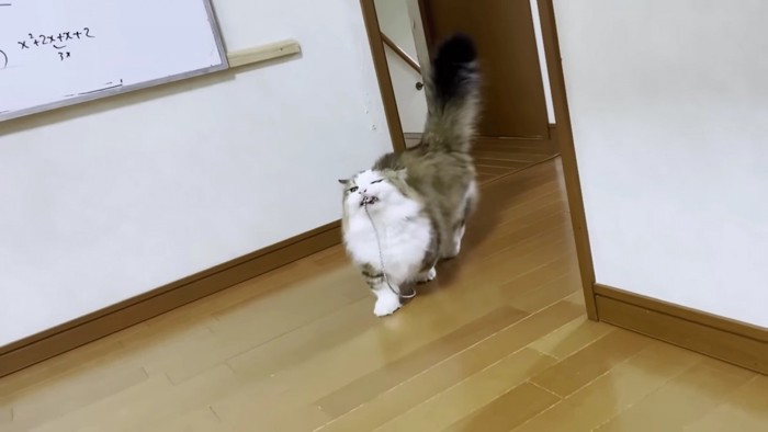 鎖をくわえてくる猫