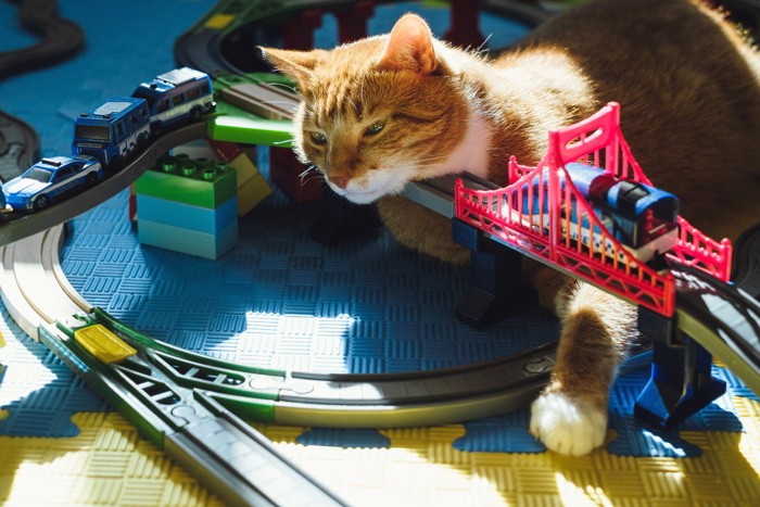 電車と猫