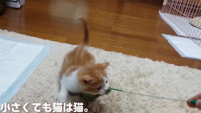 猫じゃらしで遊ぶ子猫