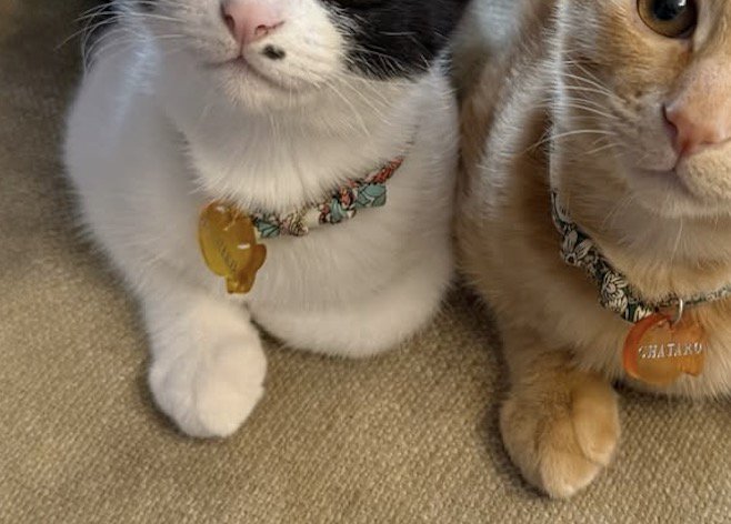 そっくりな姿で前足を出す2頭の猫