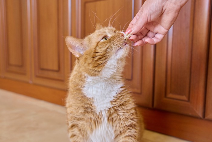 飼い主の手から加熱した肉の欠片をもらっている猫