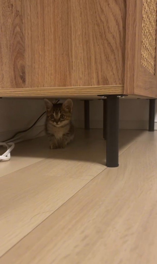 棚の下に子猫