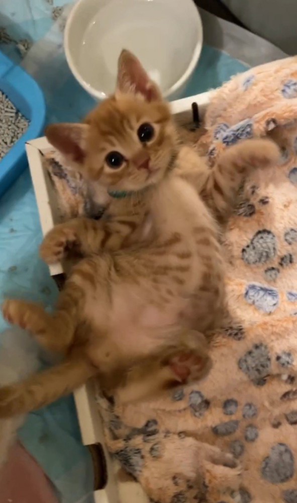 仰向けで手足を広げる茶トラ