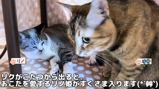 こたつの中で寝ている猫と入って来る猫