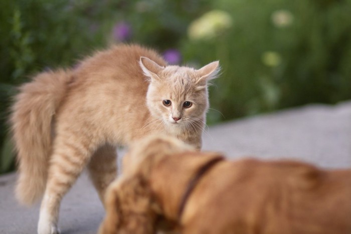 遊ぶ猫