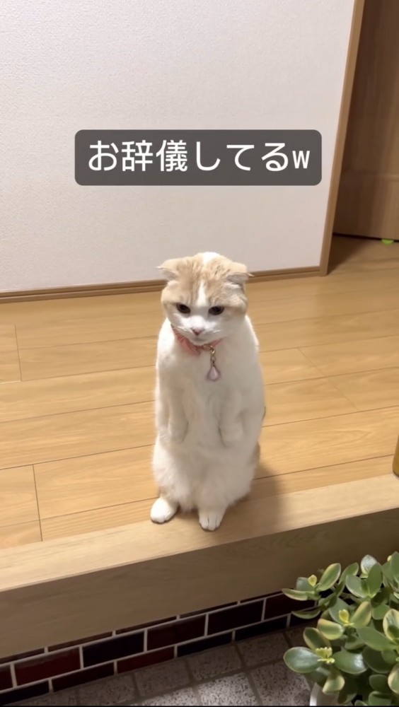 お辞儀する猫