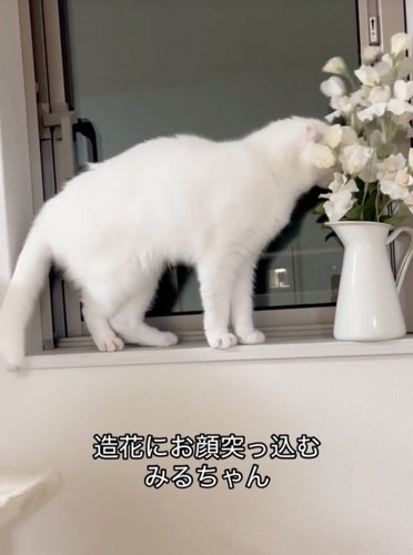 造花に顔を突っ込む猫