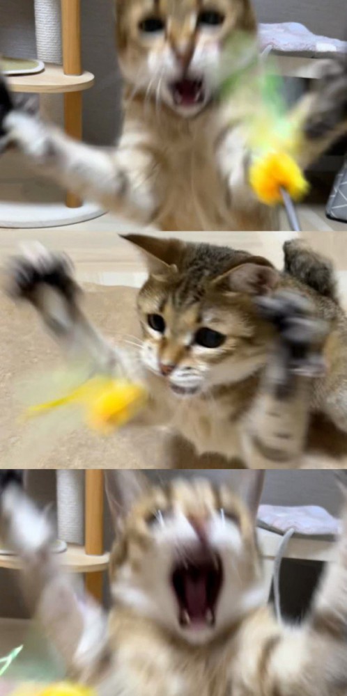 おもちゃに食らいつく猫（3連）