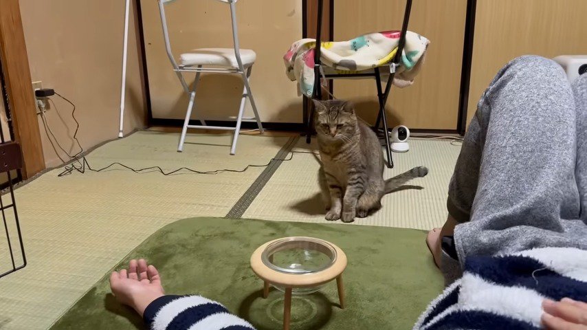 寝そべるパパの足元に座る猫