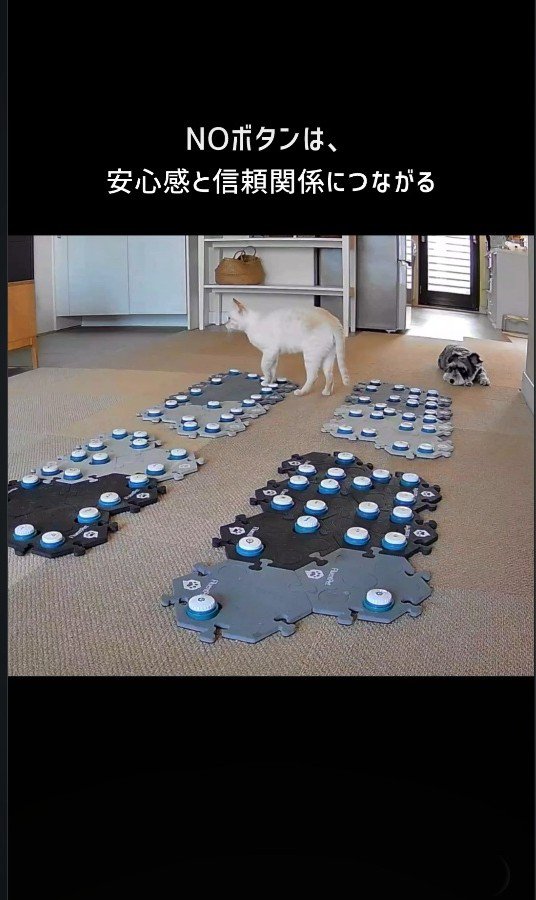 飼い主のところへ向かう猫