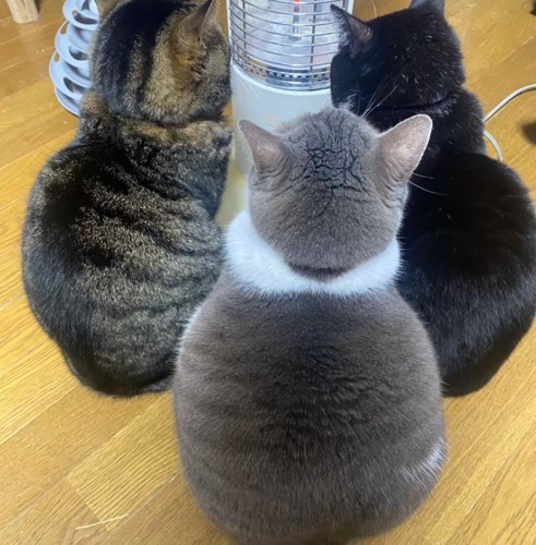 3匹の猫の後ろ姿