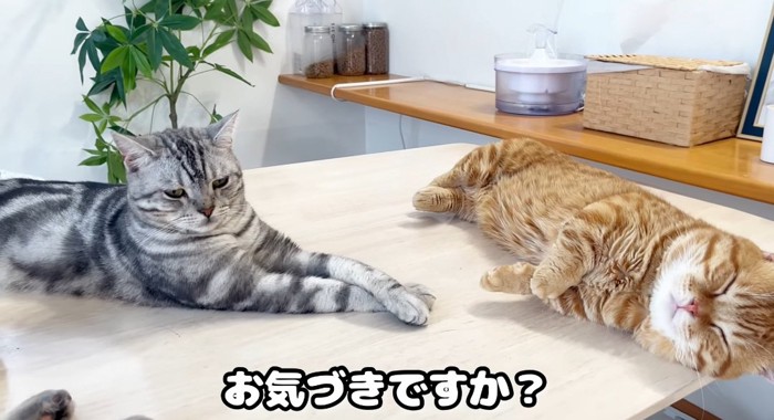 寝ている猫