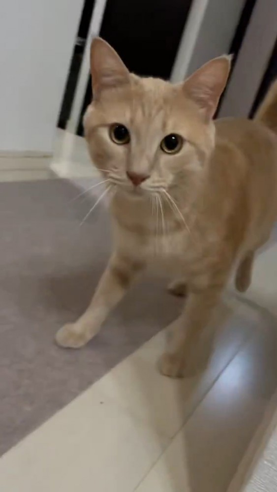 立っている猫