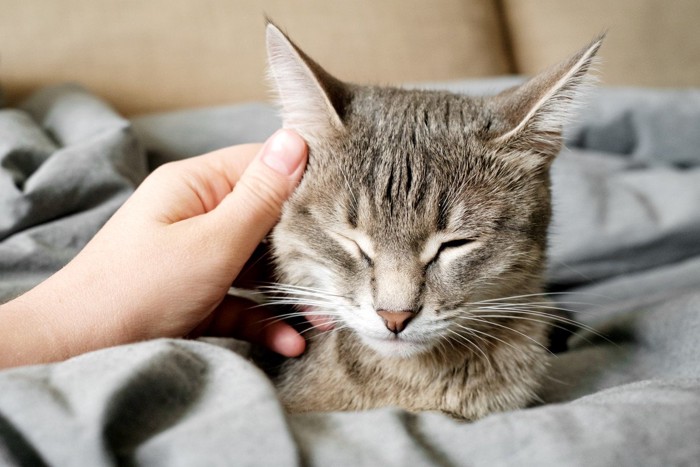 ベッドの足元にいる猫