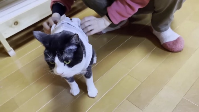 服の裾をまくられる猫