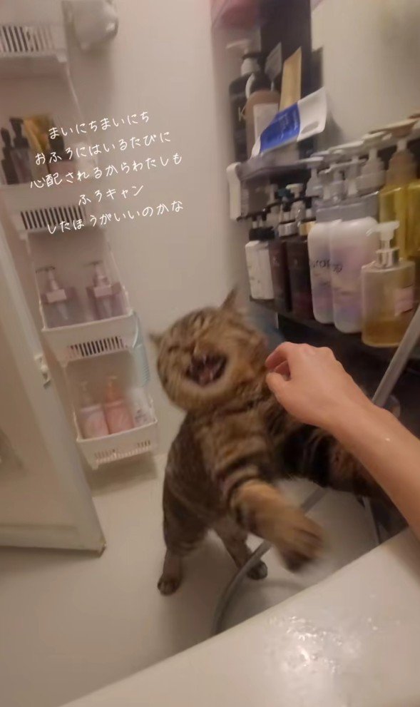 手を避ける猫