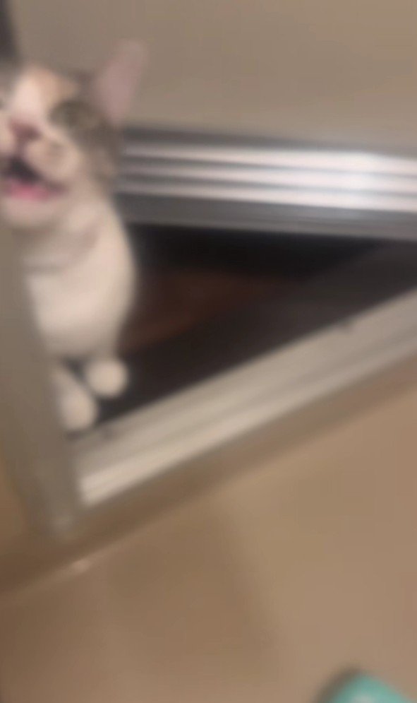鳴いている猫