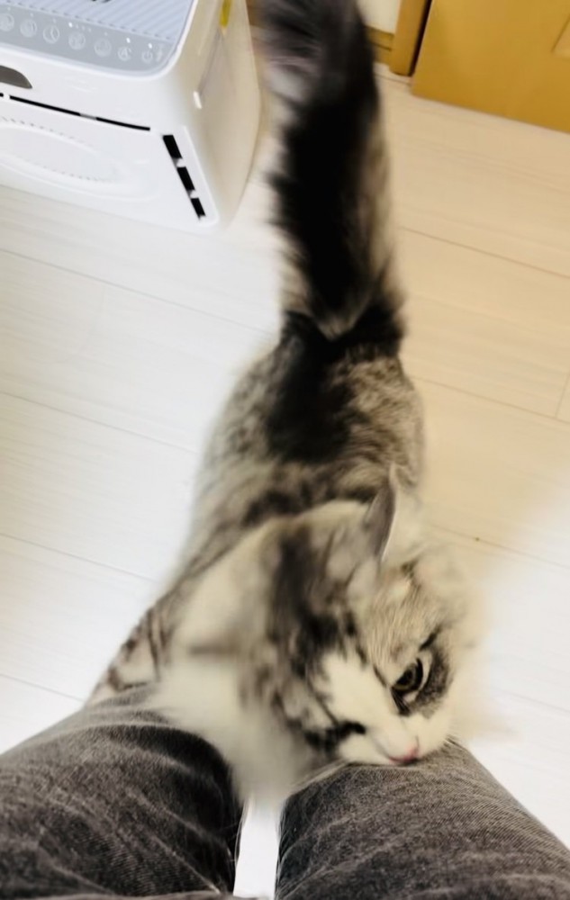 飼い主さんの足に飛び付いてジーンズを噛むサイベリアン