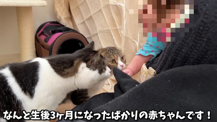 赤ちゃんに近づく猫たち