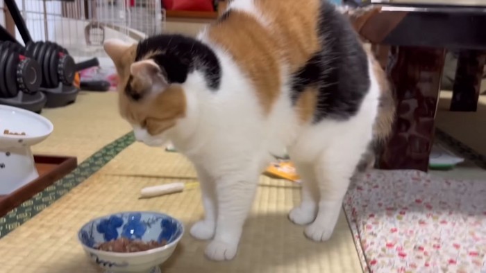 伸びをする三毛猫