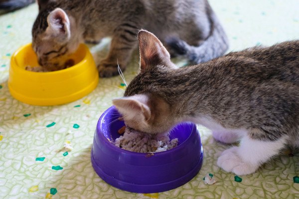 ご飯を食べる猫