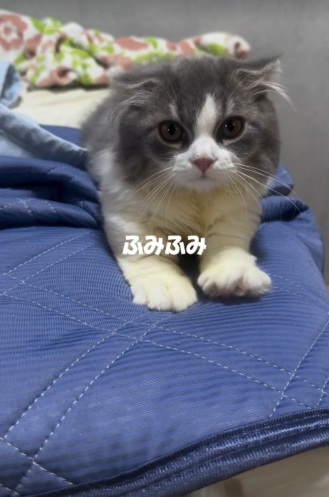 お布団でふみふみしている子猫