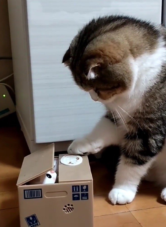 箱から顔を出した猫のオモチャと見つめ合う猫
