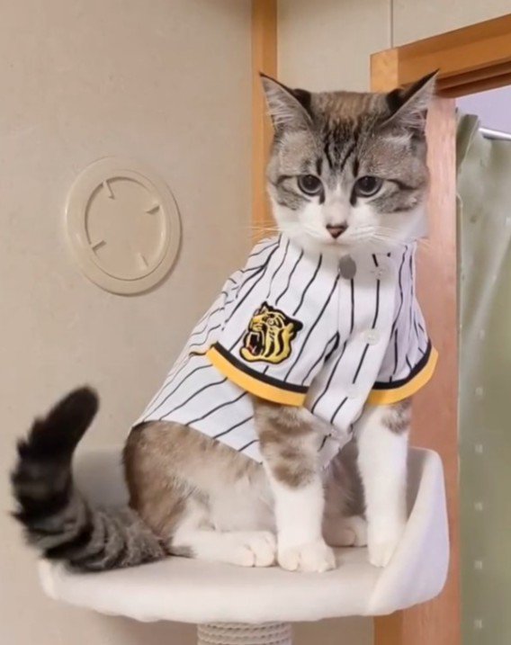 ユニフォームを着た猫