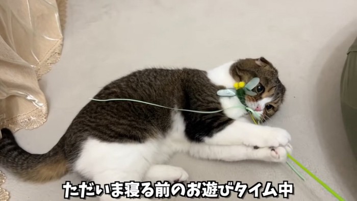 寝転がっておもちゃで遊ぶ猫