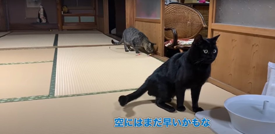 おもちゃで遊ぶ猫と黒猫