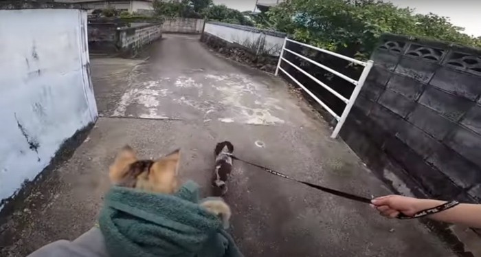 犬とタオルに包まれた子猫