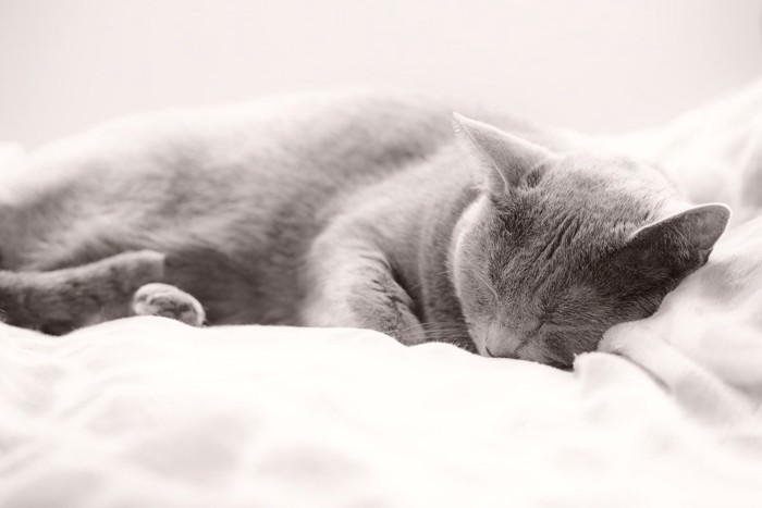 布団の上で眠る猫
