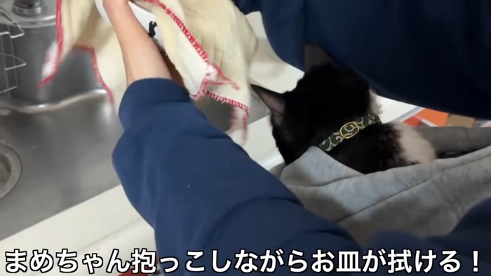 猫を抱っこ紐で抱っこしてお皿を拭く人