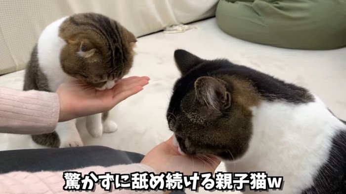 手を舐める猫