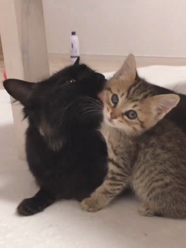 毛づくろいされる子猫