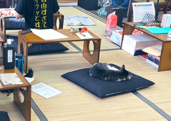 お昼寝する猫