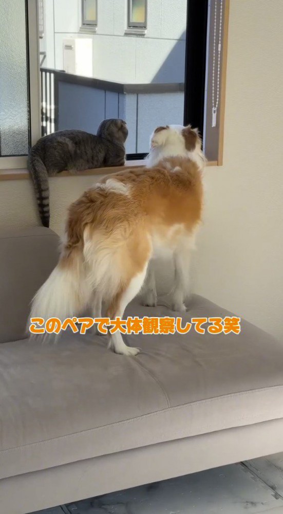 並んで窓の外を観察する猫と犬