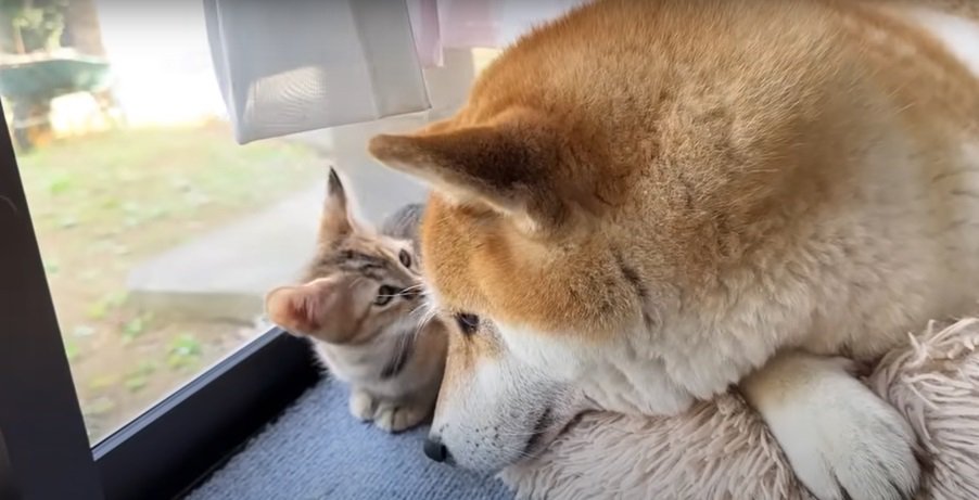 柴犬と子猫