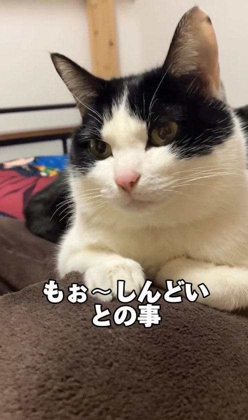 飼い主の膝の上にいるハチワレ