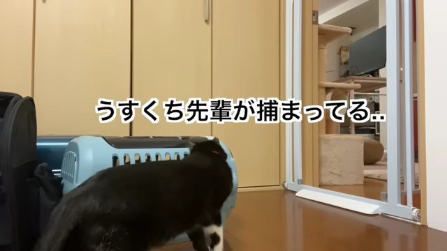 キャリーバッグを覗く猫