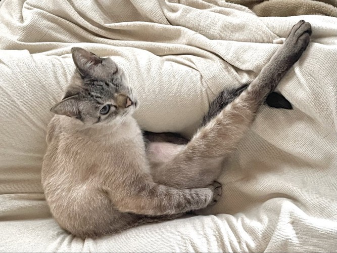 足をあげて座り、上目遣いをしている猫