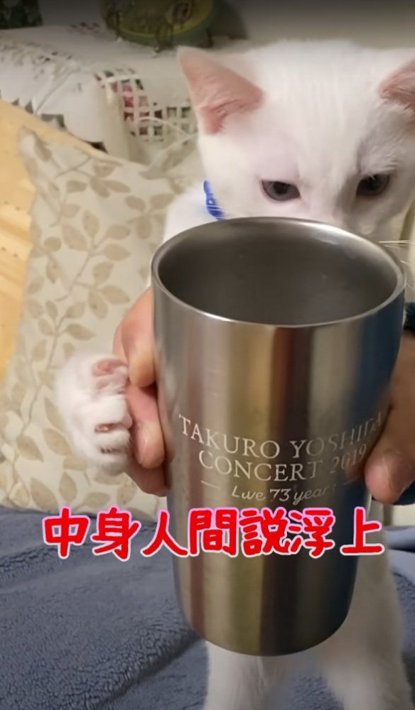 コップを覗き込むハクちゃん