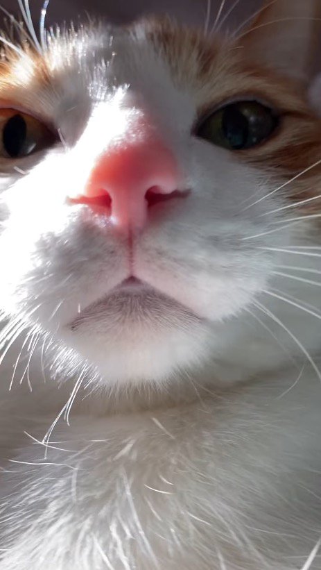 飼い主を見にきた猫の顔