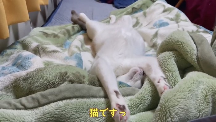 仰向けで寝る猫