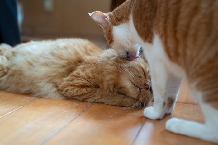 毛づくろいをする2匹の猫