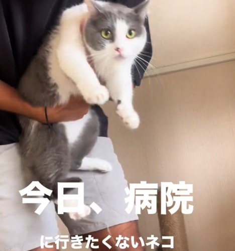 困惑した顔の猫