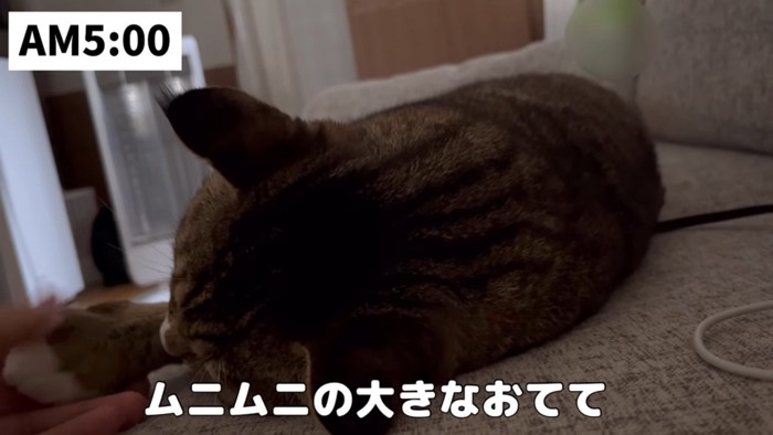 飼い主に手を触られる猫