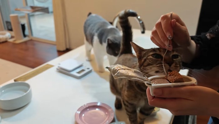 ご飯に接近